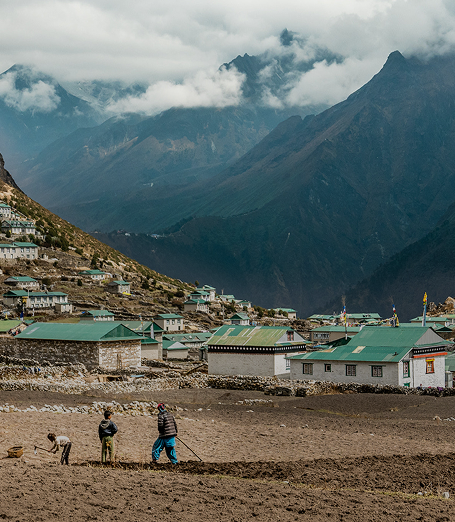 Yak in Nepal